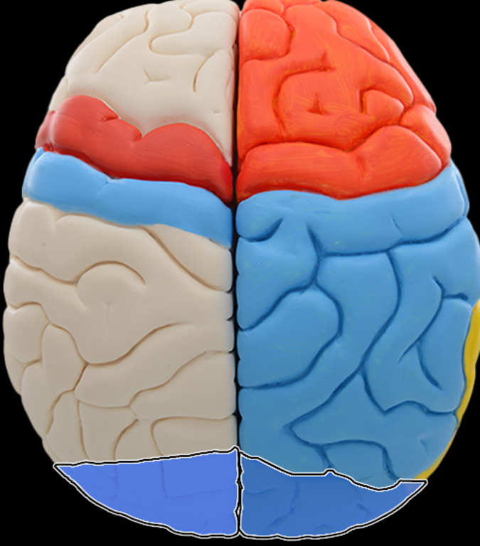 <p>Occipital lobe</p>
