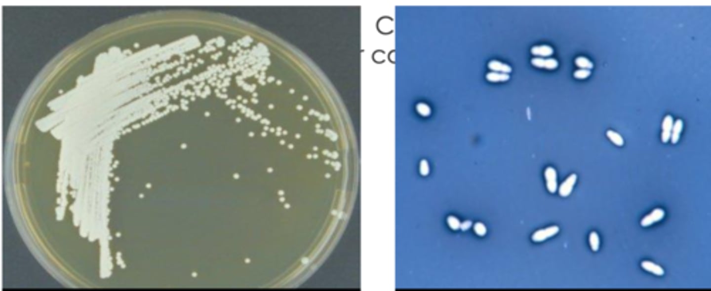 <p>what species?</p>