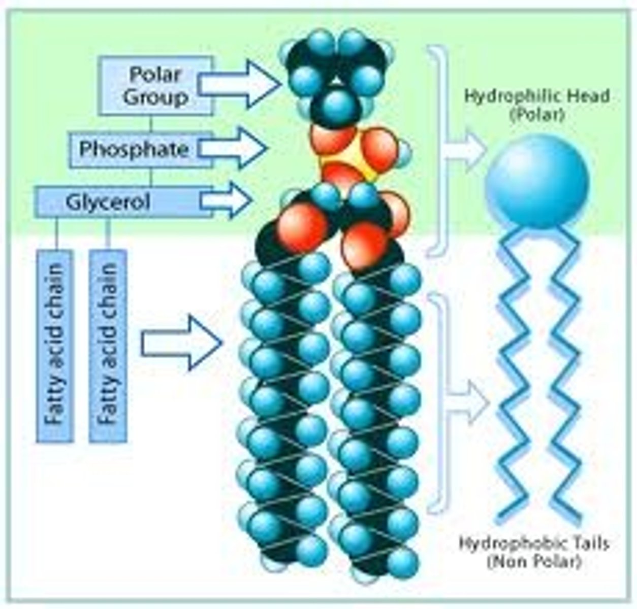 <p>Phospholipids are a class of lipids and are a major component of all cell membranes as they can form lipid bilayers. Most phospholipids contain a diglyceride, a phosphate group, and a simple organic molecule such as choline; one exception to this rule is sphingomyelin, which is derived from sphingosine instead of glycerol. The first phospholipid identified as such in biological tissues was lecithin, or phosphatidylcholine, in the egg yolk, by Theodore Nicolas Gobley, a French chemist and pharmacist, in 1847. The structure of the a phospholipid molecule consists of hydrophobic tails and hydrophilic heads, it also consists of cholesterol molecules which are found in-between the spaces of the phospholipid.</p>