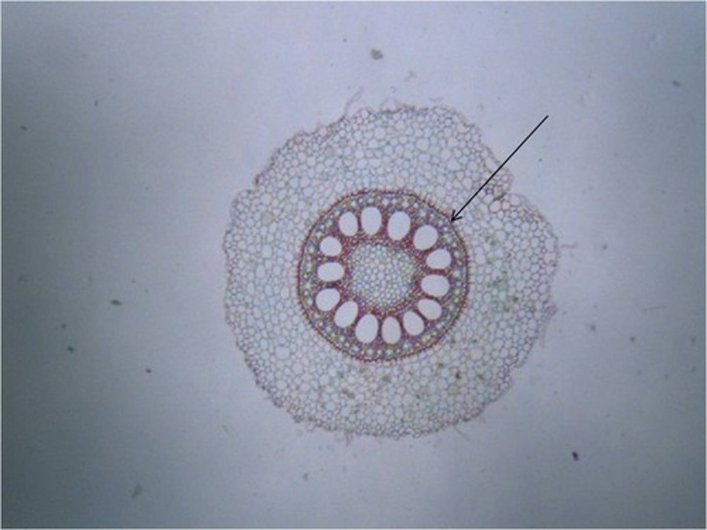 <p>The innermost layer of the cortex in plant roots; a cylinder one cell thick that forms the boundary between the cortex and the vascular cylinder.</p>