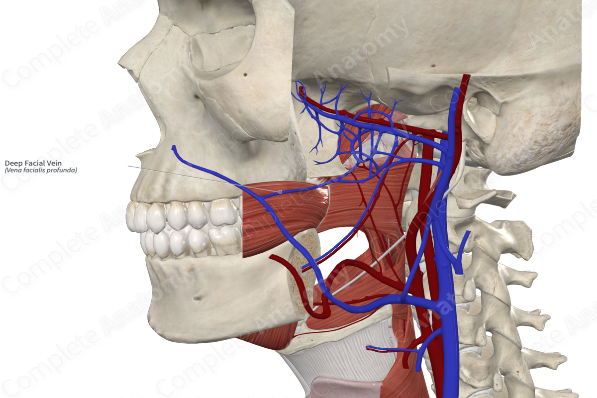 <p>Primary drainage</p><p>– Joined by the Anterior division of the retromandibular vein</p><p>– Drains into internal jugular vein</p>