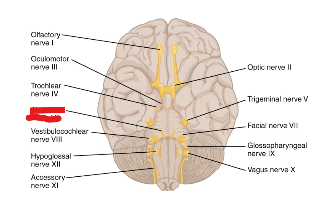 <p>What Cranial Nerve Is this?</p>