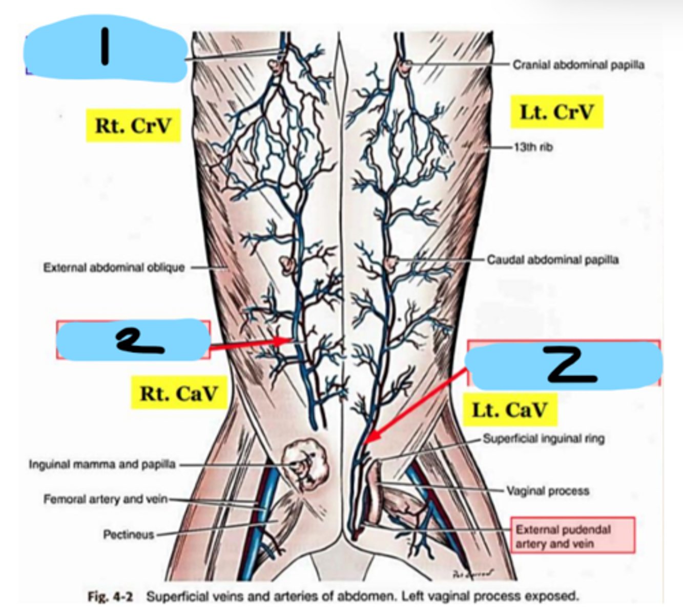<p>Abdominal wall blood vessels:</p><p>2</p>