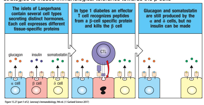 <p>Type 1 diabetes (T1D) is caused by T cells that attack the insulin-producing β cells in the pancreas. Insulin stimulates glucose uptake by muscles, liver and fat. As a consequence of β cell destruction, blood glucose levels can become dangerously high, causing neurological and vascular damage. Those affected by type 1 diabetes 14 therefore need to monitor glucose levels in inject insulin as needed. There is no cure, but research is focussed on transplantation of βislets as well as various strategies to induce immunological tolerance towards the β cells</p>