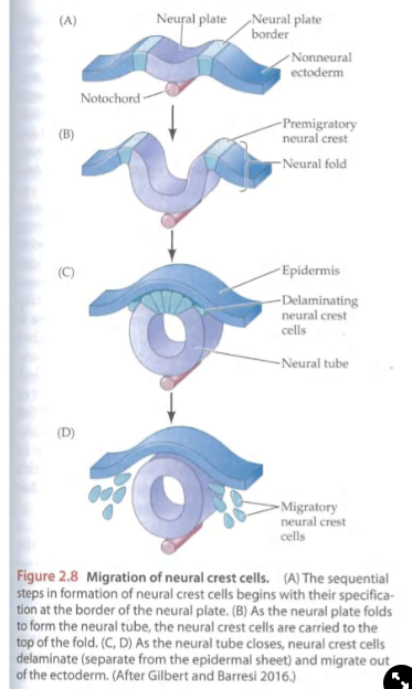 <ul><li><p>neural crest cells are <strong>migratory</strong> (can move and leave) and are <strong>multipotent</strong> (can form most cells in the body)</p></li><li><p>neural crest cells are responsible for new structures, mainly in the head→ add another germ layer to the (<strong>quadroblastic</strong>)</p></li><li><p>there are <strong>precursors of the neural crest cells in invertebrate chordates</strong>→ <span>similar genes expressed when neural plate forms, tunicates (sea squirts) have migratory cells that form pigment cells</span></p></li></ul>