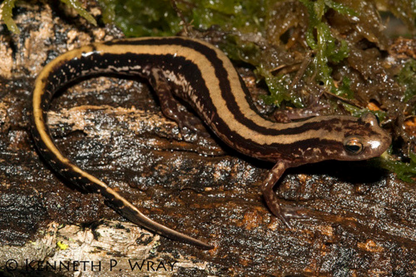 <p>What salamander has:</p><p>- A tan to light yellow dorsum</p><p>- Three solid bold, black longitudinal stripes from eyes to tail with no spots on lines</p><p>- Black and white marbling on the belly</p><p>- A long tail, about ⅔ of their body length</p><p>- A range across most of GA except the NW and SE corners (terrestrial, bottomland)</p>