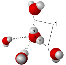 <p>Weak attraction between water molecules due to the partial positive and partial negative charges.</p>