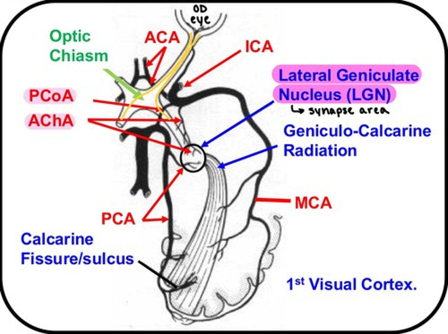 <p>-Anterior choroidal artery<br>-Posterior cerebral artery</p>