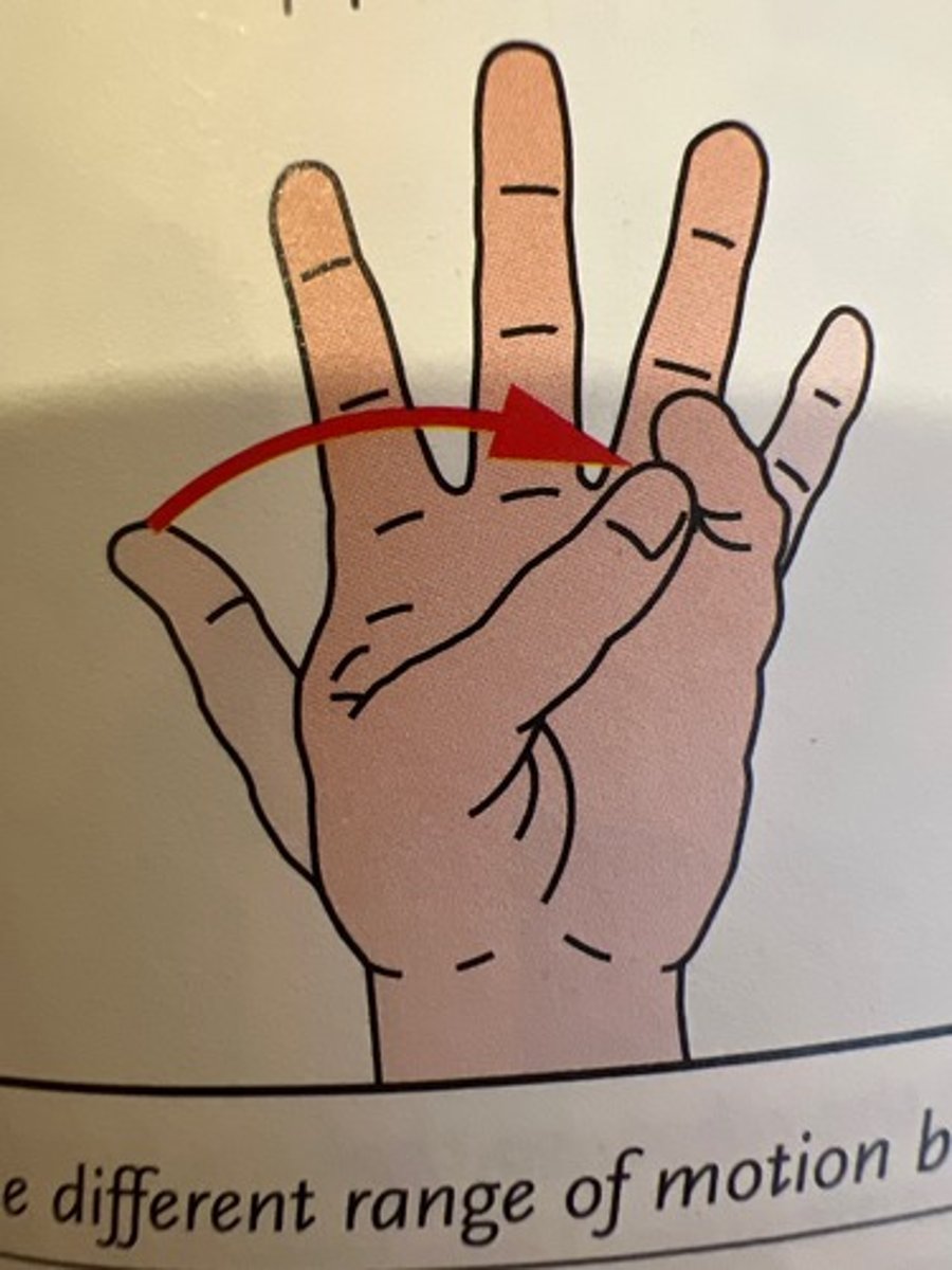 <p>Movement of the thumb to touch the fingertips</p>