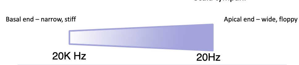 <p>apical end</p>
