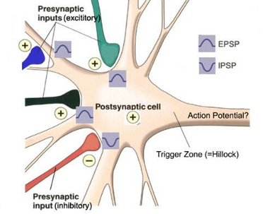 <p><strong>Neurons + synaptic transmission</strong></p><p>What will the overall effect be on this nerve?</p>