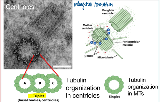 <p>centrosome (=MTOC) </p><ul><li><p>MTs radiate out </p></li><li><p>centroles (2 or 4, depending on the stage of the cell cycle) </p></li><li><p>pericentriolar matrix (PCM)</p></li><li><p>other sites of MT nucleation: Golgi </p></li></ul><p></p>
