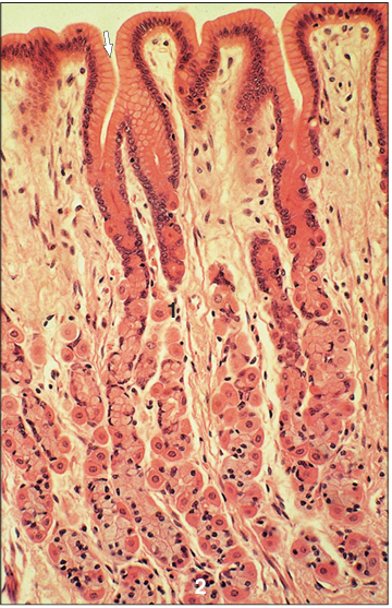 <p>Identify the structure:</p><p>Specie:</p><p>Parts:</p><p>1.__ 2.__</p><p>Stain used:</p>