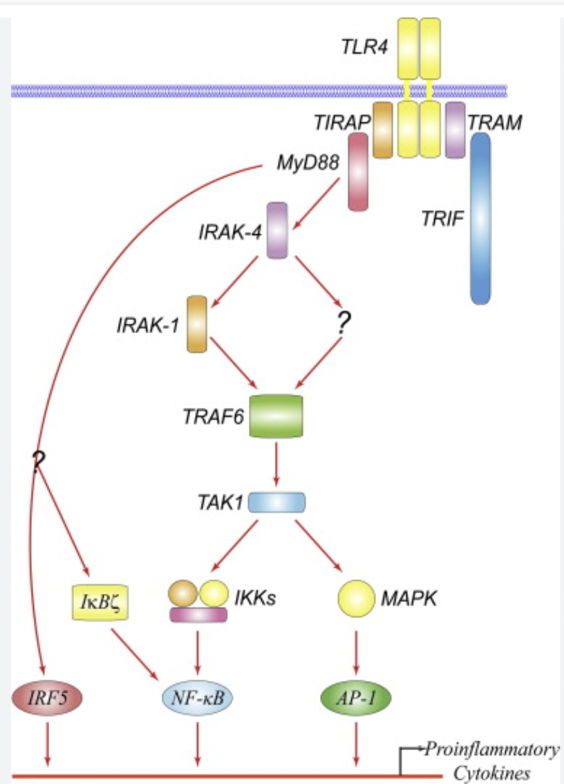 <p>Upon signalling of a PAMP, TLR 4 is activated, activating <strong>MyD88</strong>. This in turn will activate <strong>IRAK4</strong> which autophosphorylated into IRAK1/2. This will activate TRAF 6 which in turn activates <strong>TAK1 and IKK</strong> through phosphorylation. This activates INK and MAPK leading to the activation of the transcription factor NF-KB leading to the expression of genes coding for cytokines and other molecules used in defense.</p>