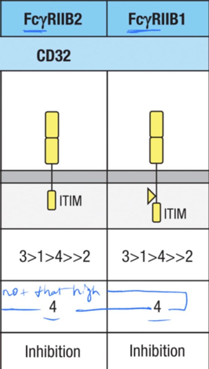<p>Fc(gamma)RIIB1</p><p>Fc(gamma)RIIB2</p>