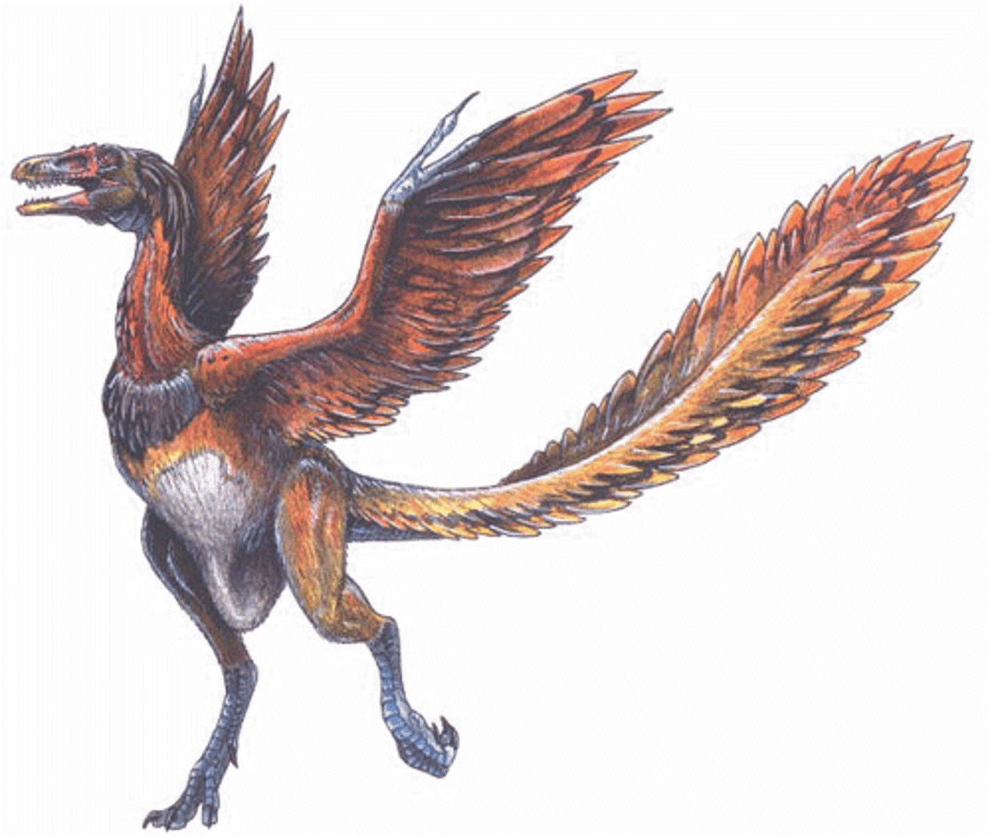 <p>extinct primitive toothed bird of the Jurassic period having a long feathered tail and hollow bones</p>