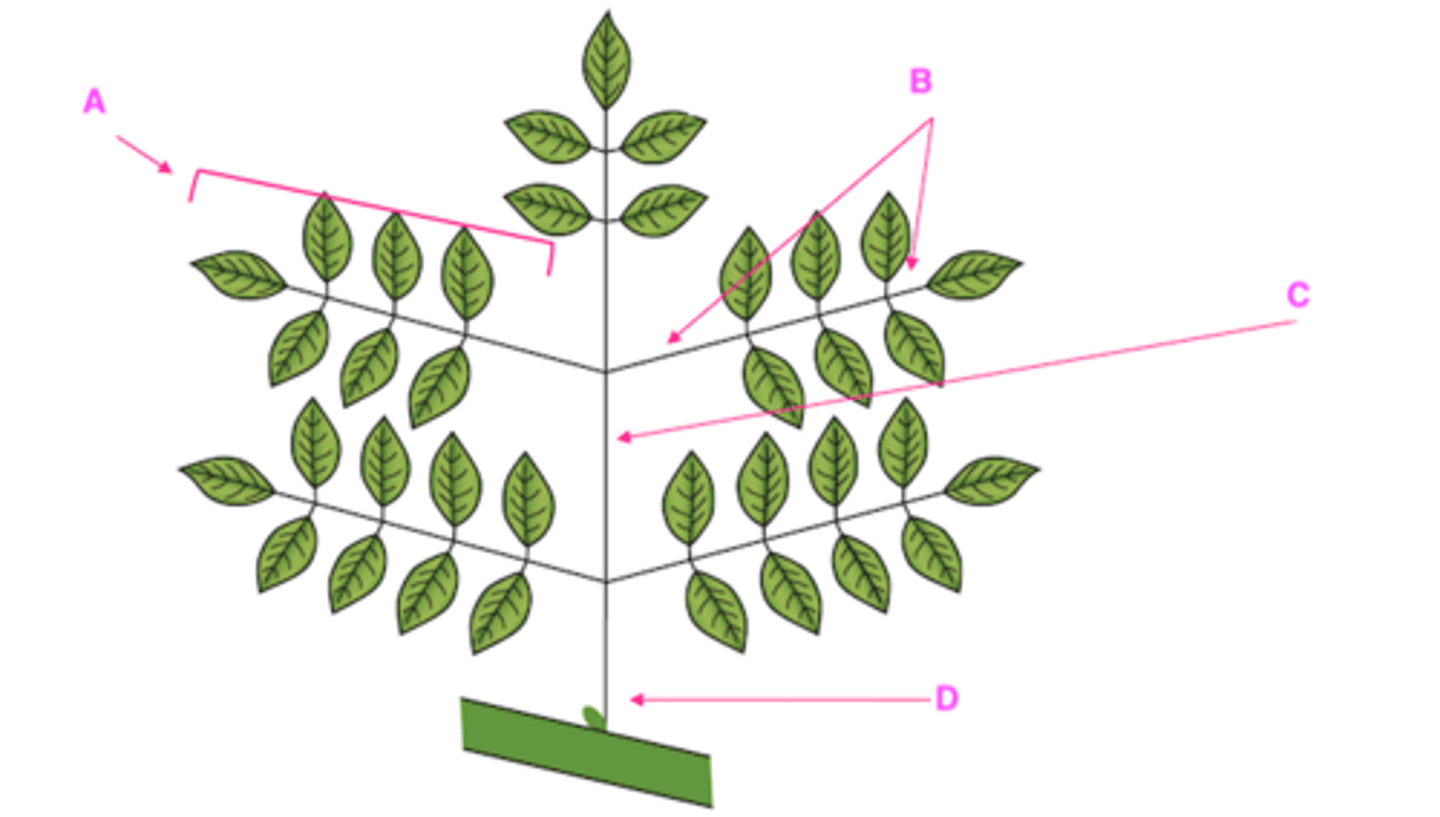 <p>Explain the type of leaf complexity this leaf possesses (simple, compound, etc.) and label structures A-D.</p>