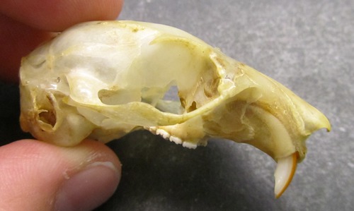 Sub-order of rodentia (squirrel)