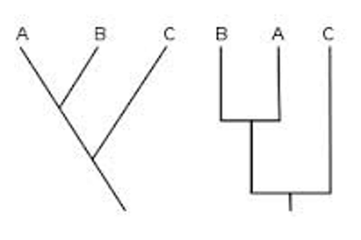 <p>a branching diagram showing the cladistic relationship between a number of species.</p><p>LOWEST NUMBER OF CHANGES</p>