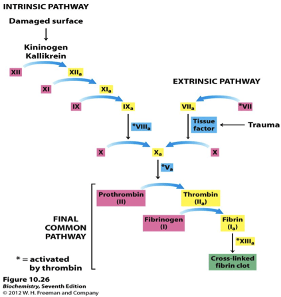 <p>cascade of clotting factors leading to the formation of a clot within an injured vessel</p>