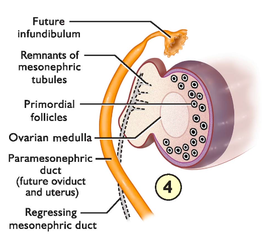 <p>infundibulum, oviduct, and uterus.</p>