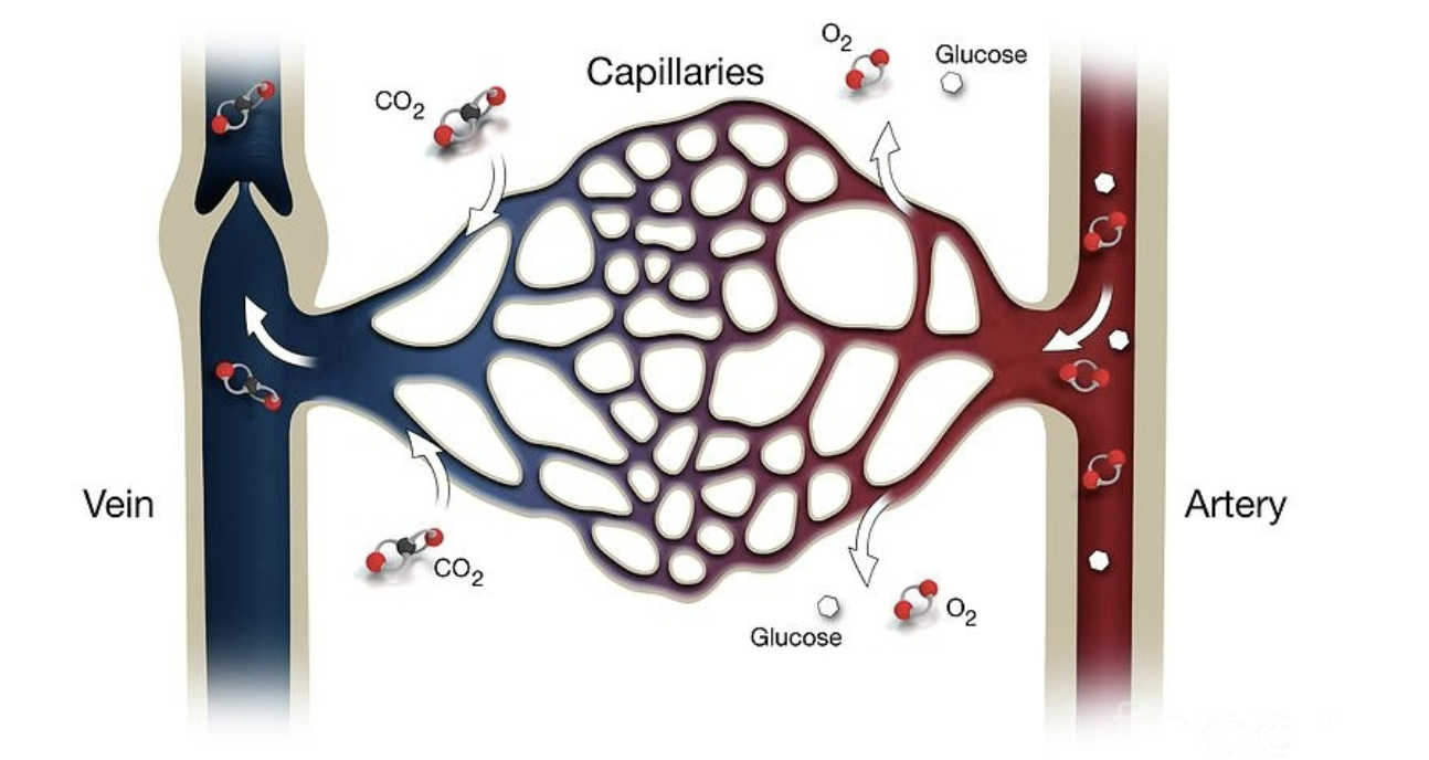 <ul><li><p>specialized vessels</p><ul><li><p>sites of exchange btwn plasma and tissue cells</p></li></ul></li><li><p>oxygen and nutrient rich blood diffuses into tissue via FILTRATION (exits <strong>arterial</strong> end) and diffuses out of the tissue via REABSORPTION (venous end- now oxygen poor)</p></li></ul><p></p>