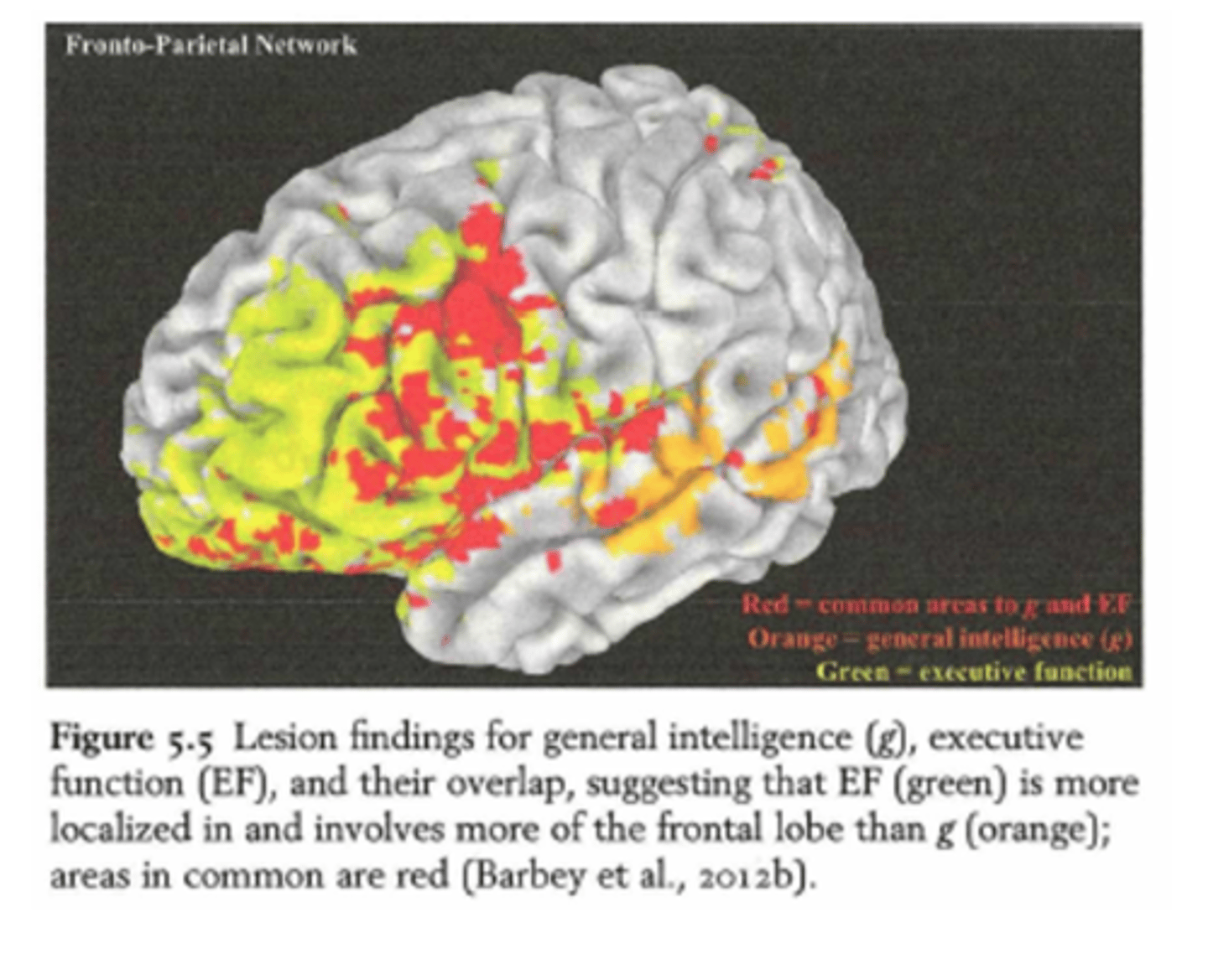 <p>executieve functies en g zijn nauw verbonden in de hersenen, maar executieve functies zijn iets frontaler en specifieker gelokaliseerd</p><p>🟠 Oranje = gebieden belangrijk voor algemene intelligentie (g)</p><p>🟢 Groen = gebieden belangrijk voor executieve functies (EF) (zoals plannen, aandacht, werkgeheugen)</p><p>🔴 Rood = gebieden die belangrijk zijn voor beide: g én EF</p><p>-> g is verspreid over pariëtale en frontale gebieden</p><p>-> EF meer geconcentreerd in frontale gebied</p><p>-> veel overlap tussen beide = rood!! </p><p>DUS: overlap tussen g en executieve functies!!!!</p>