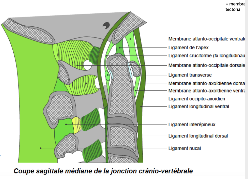 <ul><li><p>articulation atloïdienne médiane : entre processus odontoïde et arc ant de C1</p></li><li><p>ligament de l&apos;apex relie la boîte crânienne et le processus odontoïde</p></li><li><p>LL ant + LL post → accroché au disque</p></li><li><p>mb occipito-atloïdienne → tendue entre os occipital et arc post de C1 (traversée par artère vertébrale)</p></li><li><p>mb tectoria : ligament qui va du foramen magnum jusqu&apos;à partie inf de C2</p></li></ul>