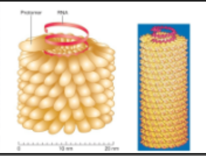 <ul><li><p><strong>hollow tubes</strong> with <strong>protein </strong>walls, with its <strong>size</strong> determined by the <strong>nucleic acid length </strong></p><ul><li><p>A piece of coiled RNA surrounded by repeated of a protein sub unit called a protomer.&nbsp;</p></li></ul></li></ul><p></p>
