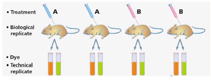 <p>biological replicates: have as many as possible</p><p>technical replicates</p>