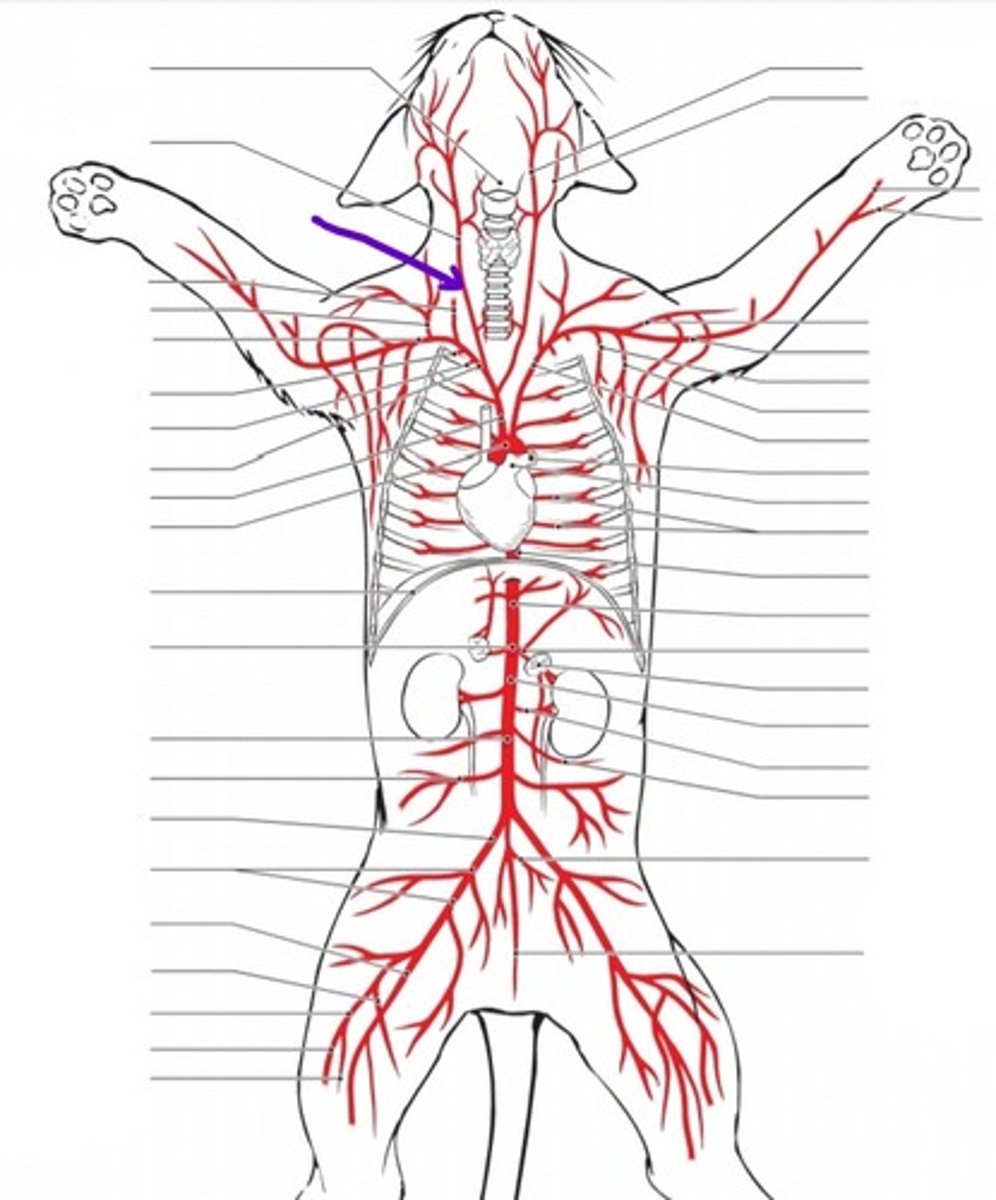 <p>identify the artery</p>