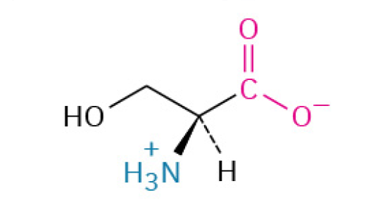 <p>is a water-loving, versatile amino acid that is essential for cell signaling (as an on/off switch), building cell membranes, and creating other crucial biological molecules.</p><p><u><mark data-color="#fff8df" style="background-color: rgb(255, 248, 223); color: inherit;">Polar, Uncharged</mark></u></p>