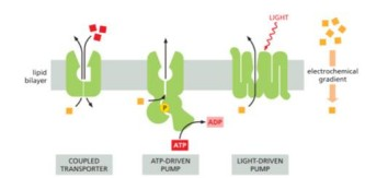 <p>Common feature of</p>