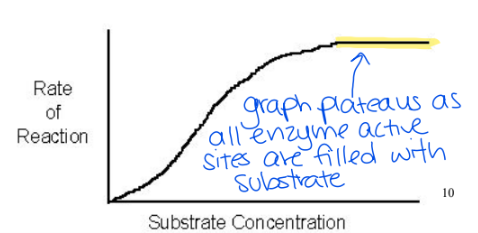 <p></p><ul><li><p><strong>the higher the substrate concentration, the higher reaction rate (rate of the product formation)</strong></p></li><li><p>after a certain substrate concentration is reached the reaction rate <strong>will not </strong>increase anymore</p><p></p></li></ul><p></p>