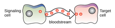 <p>What kind of chemical signaling is this?</p>