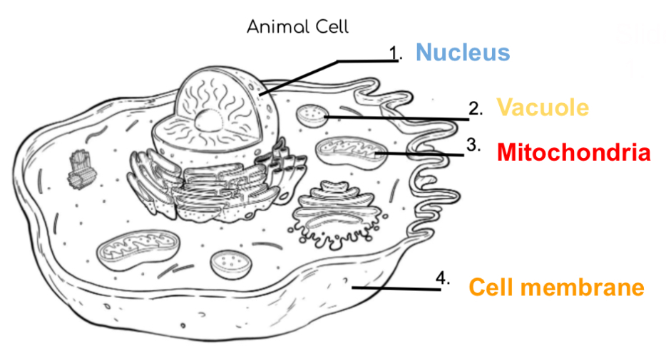 <p>Converts energy in food to energy used by cells, “powerhouse of the cell” (cellular respiration takes place here) (plant, animal)</p>