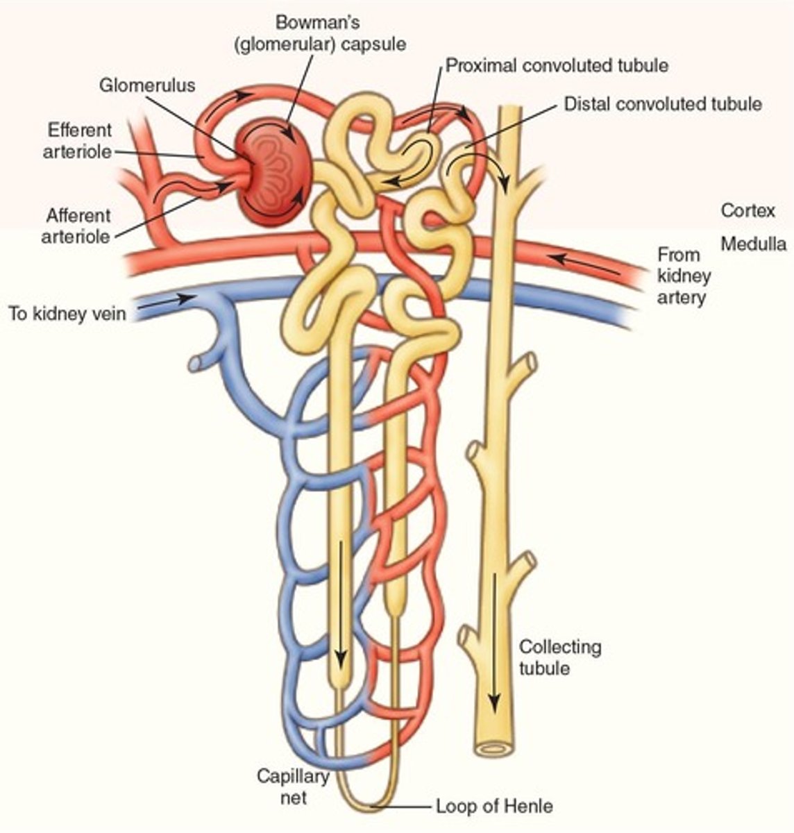 <p>Nephron</p>
