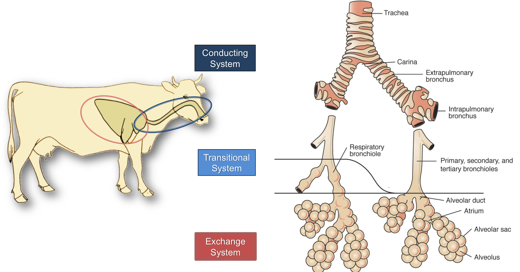 <ol><li><p>Conducting System</p><ol><li><p>Trachea</p></li></ol></li><li><p>Transitional System</p><ol><li><p>Bronchioles</p></li></ol></li><li><p>Exchange System</p><ol><li><p>Alveoli</p></li></ol></li></ol><p></p>
