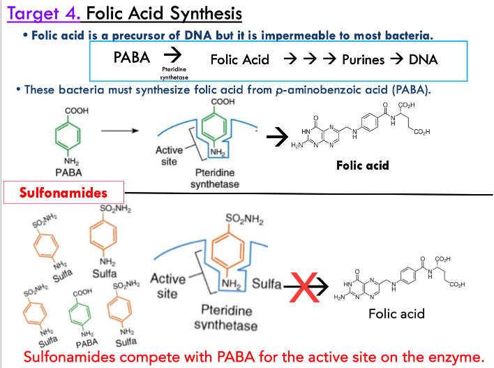 <ul><li><p>folic acid is precursor of DNA but it is impermeable to most bacteria so they must synthesize it on their own from PABA</p></li><li><p>sulfonamides compete with PABA for the active site on the enzyme to inhibit folic acid synthesis</p></li></ul><p></p>