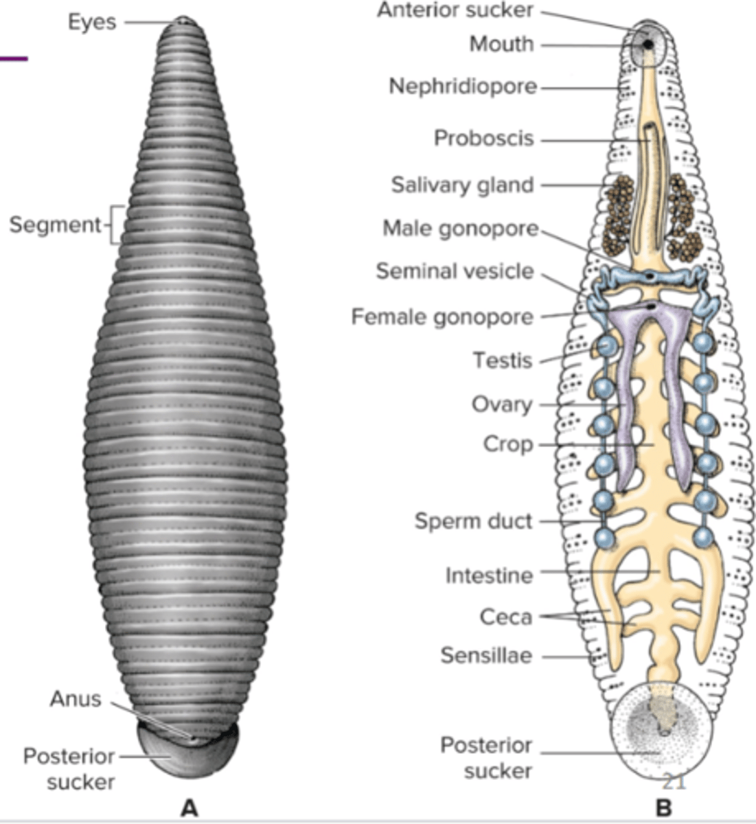 <p>order Hirudinea (true leeches), no setae, anterior and posterior suckers, carnivorous on small invertebrates, temporary parasites or permanent parasites, fluid feeding = salivary glands secrete anesthetic cand anticoagulants</p>