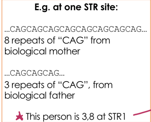 <p>Repeats of 2-5 nucleotides, found in specific regions of the genome and used to create genetic profiles. We inherit 2 alleles (one from each parent) which can be different lengths.</p>
