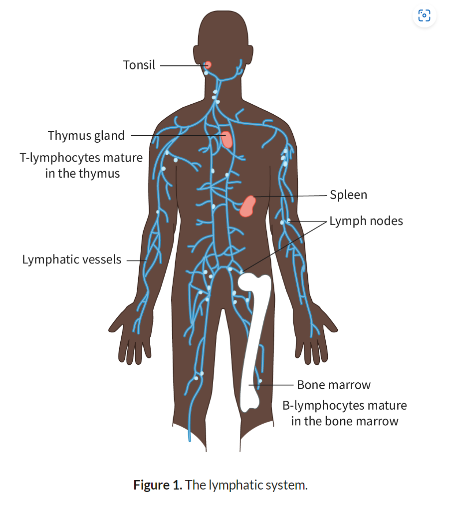 <ul><li><p><strong>B-Lymphocytes (B-Cells)</strong>: Develop in the bone marrow. Produce <strong>antibodies</strong> that bind to specific pathogens. Key role in <strong>humoral immunity</strong>.</p></li><li><p><strong>T-Lymphocytes (T-Cells)</strong>: Mature in the thymus. Two types: <strong>Helper T-cells</strong>, which activate other immune cells, and <strong>Cytotoxic T-cells</strong>, which kill infected cells. Involved in <strong>cell-mediated immunity</strong>.</p></li></ul><p>_______________________________________________________________________</p><ul><li><p><strong>B-Lymphocytes (B-Cells)</strong>:</p><ul><li><p>B-lymphocytes are a type of white blood cell that develop in the <strong>bone marrow</strong> and play a critical role in the <strong>adaptive immune response</strong>.</p></li><li><p>Once activated by a specific <strong>antigen</strong>, B-cells differentiate into <strong>plasma cells</strong>, which are specialized to produce large quantities of <strong>antibodies</strong>. These antibodies are highly specific and bind to antigens on the pathogen, marking it for destruction by other immune cells or neutralizing its harmful effects.</p></li><li><p>B-cells are responsible for <strong>humoral immunity</strong>, which refers to the production of antibodies that circulate in the bloodstream and lymph. Humoral immunity is essential for targeting pathogens in the blood and extracellular fluids.</p></li><li><p>B-cells also generate <strong>memory B-cells</strong> after the initial infection, allowing for a faster and more efficient immune response upon future exposures to the same pathogen.</p></li></ul></li><li><p><strong>T-Lymphocytes (T-Cells)</strong>:</p><ul><li><p>T-lymphocytes mature in the <strong>thymus</strong> and are also involved in the adaptive immune system. T-cells are primarily responsible for <strong>cell-mediated immunity</strong>, which involves the direct destruction of infected or abnormal cells.</p></li><li><p>There are two main types of T-cells:</p><ol><li><p><strong>Helper T-cells (CD4+ cells)</strong>: These cells play a central role in orchestrating the immune response. They activate <strong>B-cells</strong>, <strong>cytotoxic T-cells</strong>, and <strong>macrophages</strong> by releasing signaling molecules called <strong>cytokines</strong>. Helper T-cells are essential for the initiation and coordination of the immune response.</p></li><li><p><strong>Cytotoxic T-cells (CD8+ cells)</strong>: These cells directly attack and kill cells that are infected by viruses or have become cancerous. They recognize infected cells through antigens presented on the cell surface and release enzymes that induce cell death (apoptosis).</p></li></ol></li><li><p>Like B-cells, T-cells also form <strong>memory T-cells</strong>, which remain in the body after an infection and respond rapidly if the same antigen is encountered again, providing long-term immunity.</p></li></ul></li><li><p><strong>Interaction Between B- and T-Cells</strong>:</p><ul><li><p><strong>Helper T-cells</strong> activate <strong>B-cells</strong> by recognizing the same antigen and secreting <strong>cytokines</strong> that stimulate B-cells to proliferate and differentiate into plasma cells.</p></li><li><p>This cooperation between B- and T-cells ensures a coordinated and highly specific immune response tailored to eliminating pathogens effectively.</p></li></ul></li></ul><p></p>