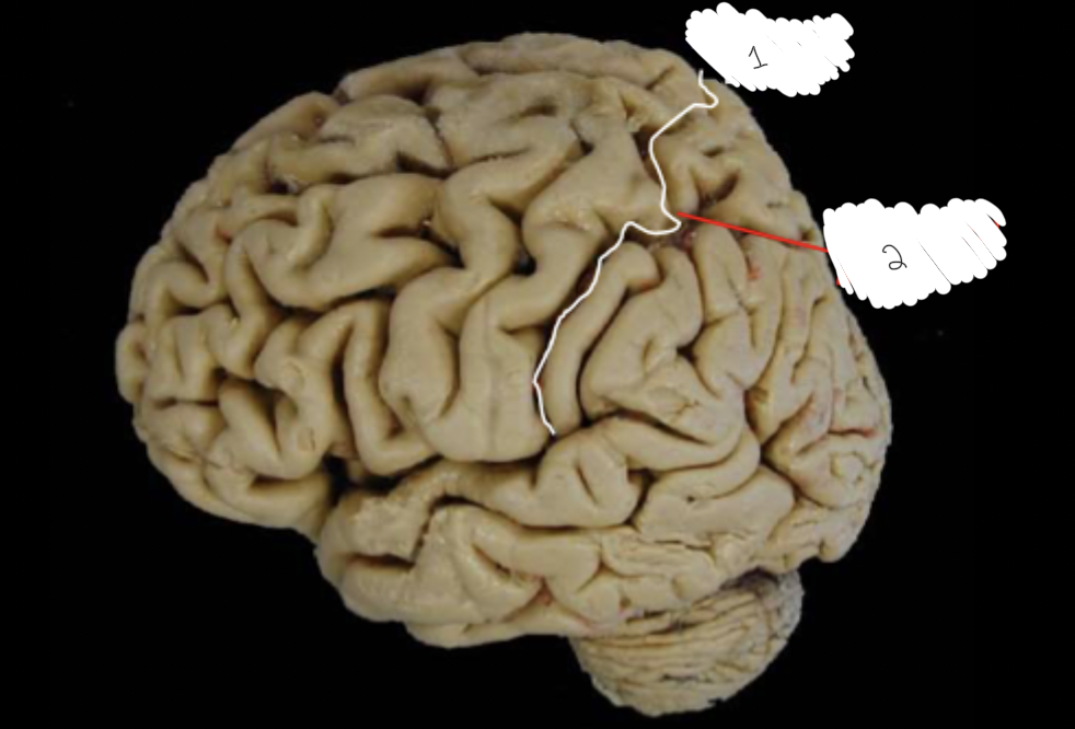 <p>Label this diagram:</p>