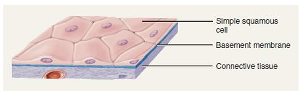 <p>Simple squamous epithelium </p><p> Subserous fascia (loose areolar CT)</p>
