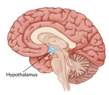 <ul><li><p>Controls the push/pull of the autonomic nervous system</p></li><li><p>Sympathetic = action</p></li><li><p>Parasympathetic = calming</p></li></ul><ul><li><p>Control cardiovascular system</p></li><li><p>Regulates hormones, heart rate, breathing, sweating.</p></li></ul><p></p>