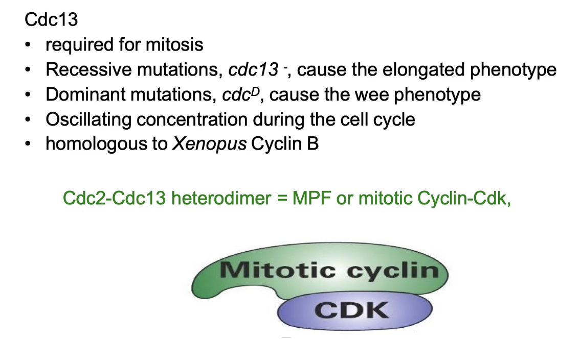 <ul><li><p>Regulates <strong>MPF activity</strong></p></li><li><p><strong>Loss</strong> → elongated; <strong>Gain</strong> → wee</p></li><li><p><strong>Oscillating</strong> concentration during cell cycle</p></li><li><p><strong>Cyclin B homolog</strong> (Xenopus)</p></li><li><p>Forms <strong>Cdc2–Cdc13 complex = MPF</strong></p></li><li><p>Only <strong>one CDK (Cdc2)</strong> and <strong>one cyclin (Cdc13)</strong> in <em>S. pombe</em></p><ul><li><p>Functions as <strong><u>all</u></strong> CDKs (M-phase, S-phase, G-phase)</p></li></ul></li></ul><p></p>