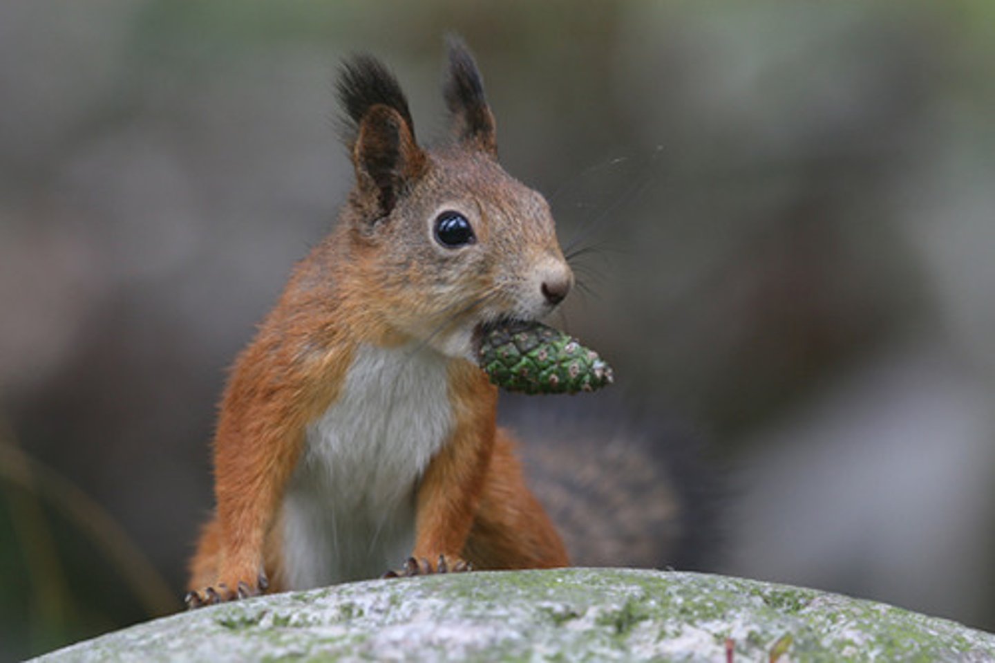 <p>squirrel</p>