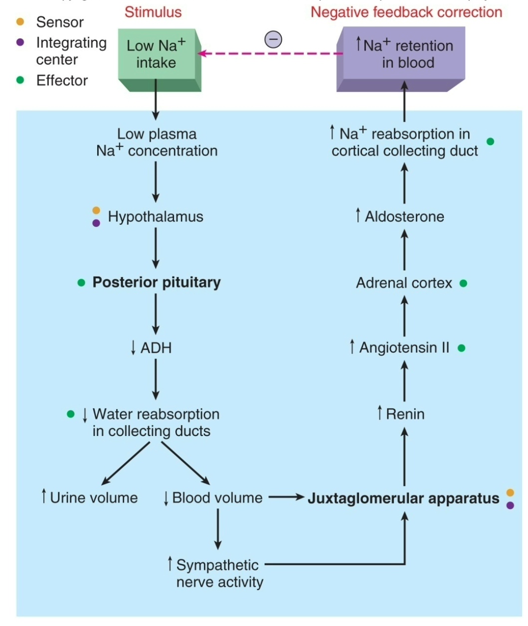 
 1. Stimulus = low Na+ intake 
 2. Causes low plasma Na+ concentraion 
 3. Hypothalamus senses 
 4. Posterior pituitary gland lowers ADH levels 
 5. Water reabsorption in collecting ducts lowers 

    
    1. Increase in urine volume 
    2. Decrease in blood volume 

       
       1. Increase in sympathetic nerve activity 
       2. Signals Juxtaglomerular Apparatus
 6. Juxtaglomerular Apparatus

    
    1. Increases renin secretion 
 7. Increases Angiotensis II 
 8. Adrenal cortex
 9. Increase Aldosterone secretion 
10. Increases Na+ reabsorption in cortical collecting duct
11. Increases Na+ retention in blood 

    
    1. Start over from beginning 