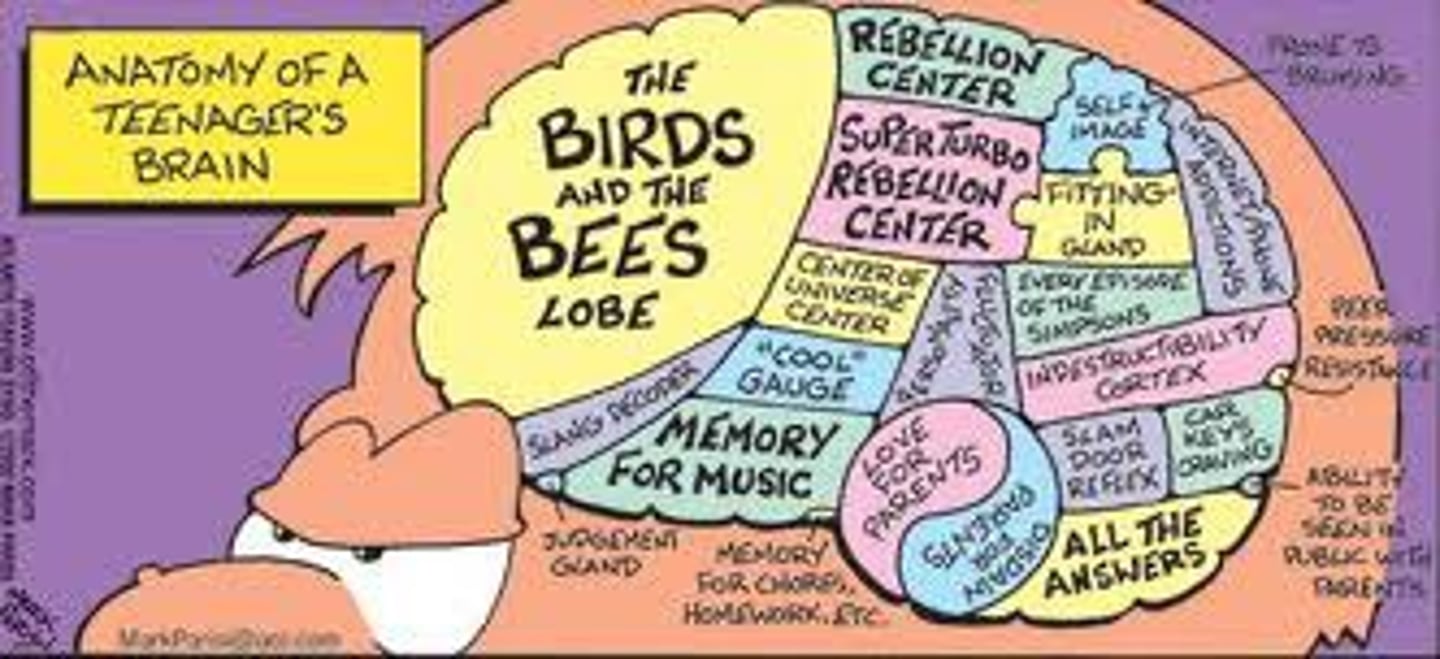 <p>the transition period from childhood to adulthood, extending from puberty to independence</p>