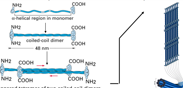 <ul><li><p>Each IF protein has a <strong>central helical domain</strong> that allows it to <strong>coil around another IF protein</strong>, forming a <strong>dimer</strong>.</p></li><li><p>Two dimers then <strong>pair up in an opposite (antiparallel) orientation</strong> to form a <strong>tetramer</strong>.</p></li><li><p>this is the form that floats around in the cytoplasm before being assembled into a filament</p></li></ul><p>The lateral interactions between IF subunits give intermediate filaments fibrous properties similar to a rope</p>